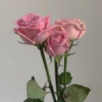 プロフィール写真